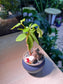 Dwarf Umbrella Tree (鸭脚木) in Matt Blue Ceramic Pot