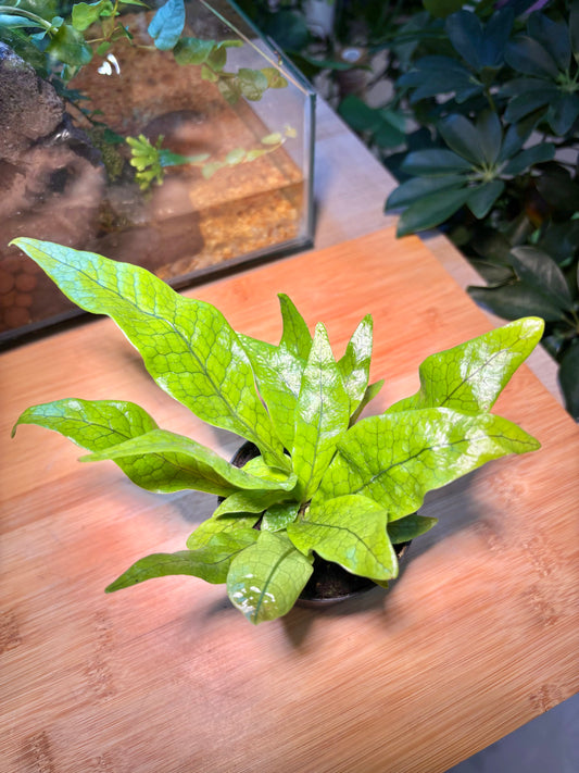 Microgramma Lycopodioides in Plastic Pot