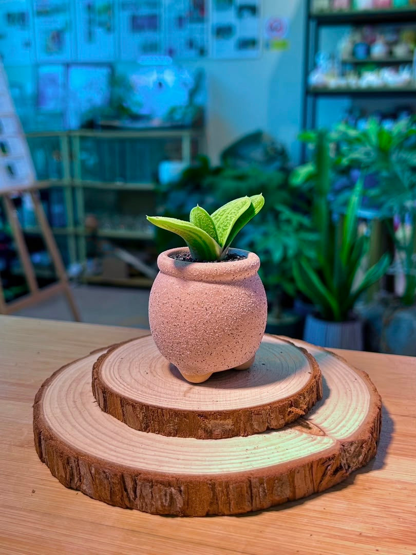 Gasteria (鲨鱼掌) in Textured Matte Pink Pot