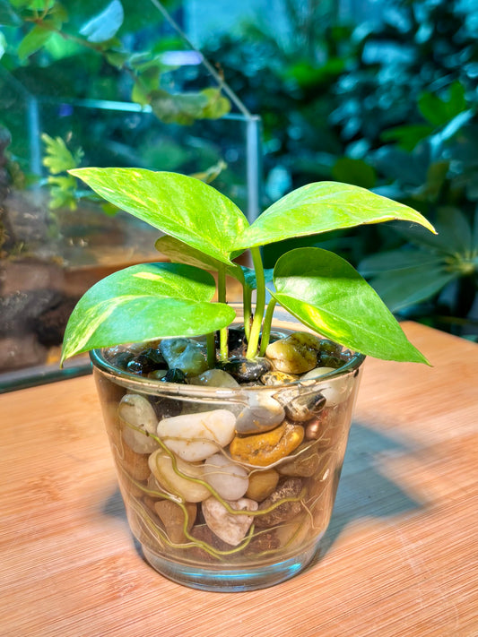 Epipremnum Aureum in Mini Water Based Glass