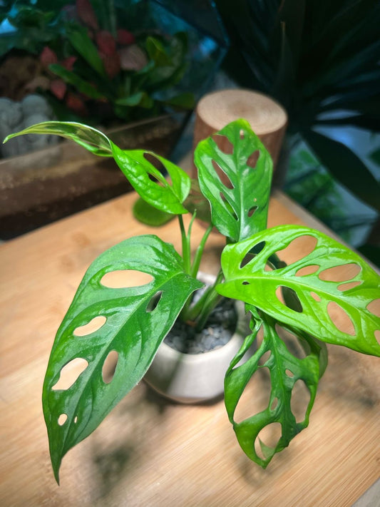 Monstera deliciosa in Polygonal Clay Pot