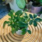 Umbrella Plant in Brown Clay Pot