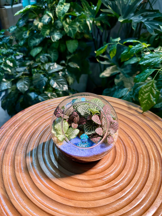 Fittonia in Round Glass Terrarium