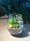 Succulent Terrarium in Tall Crystal Glass