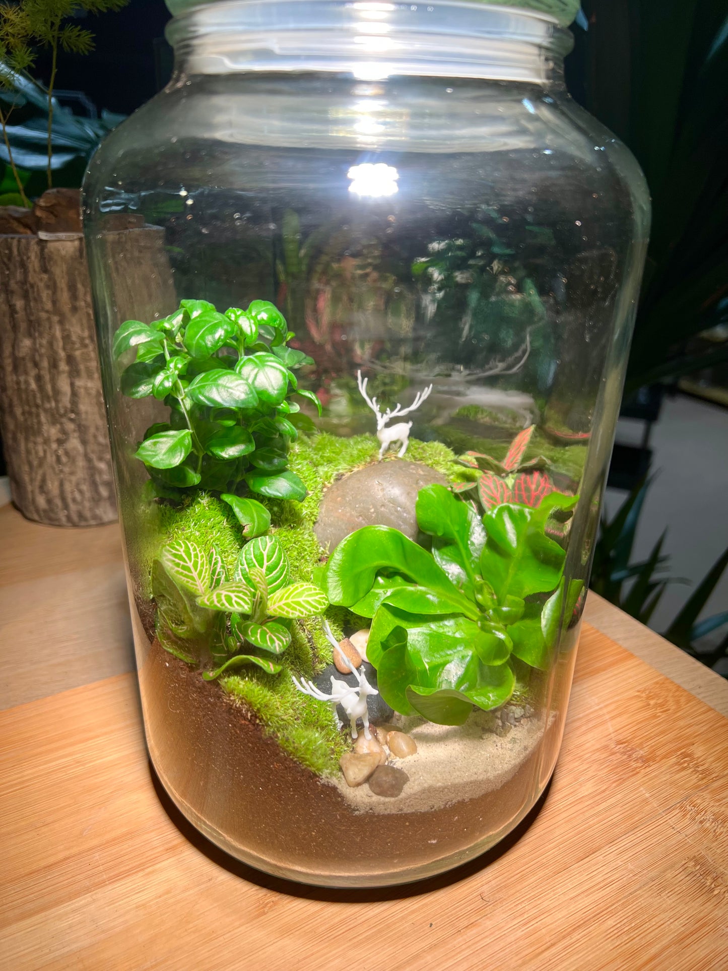 Fittonia and Fern with Moss Arrangement in Terrarium Jar (5L)