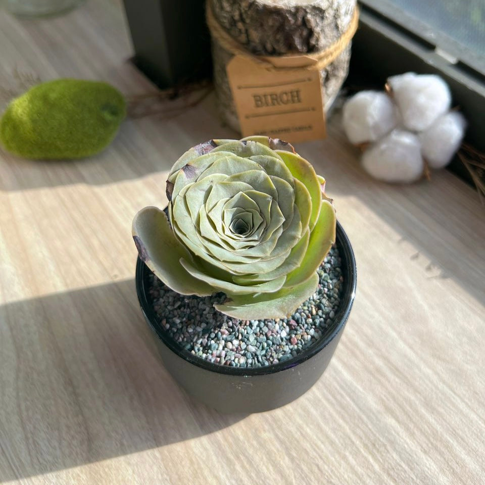 Mountain rose in matt ceramic pot