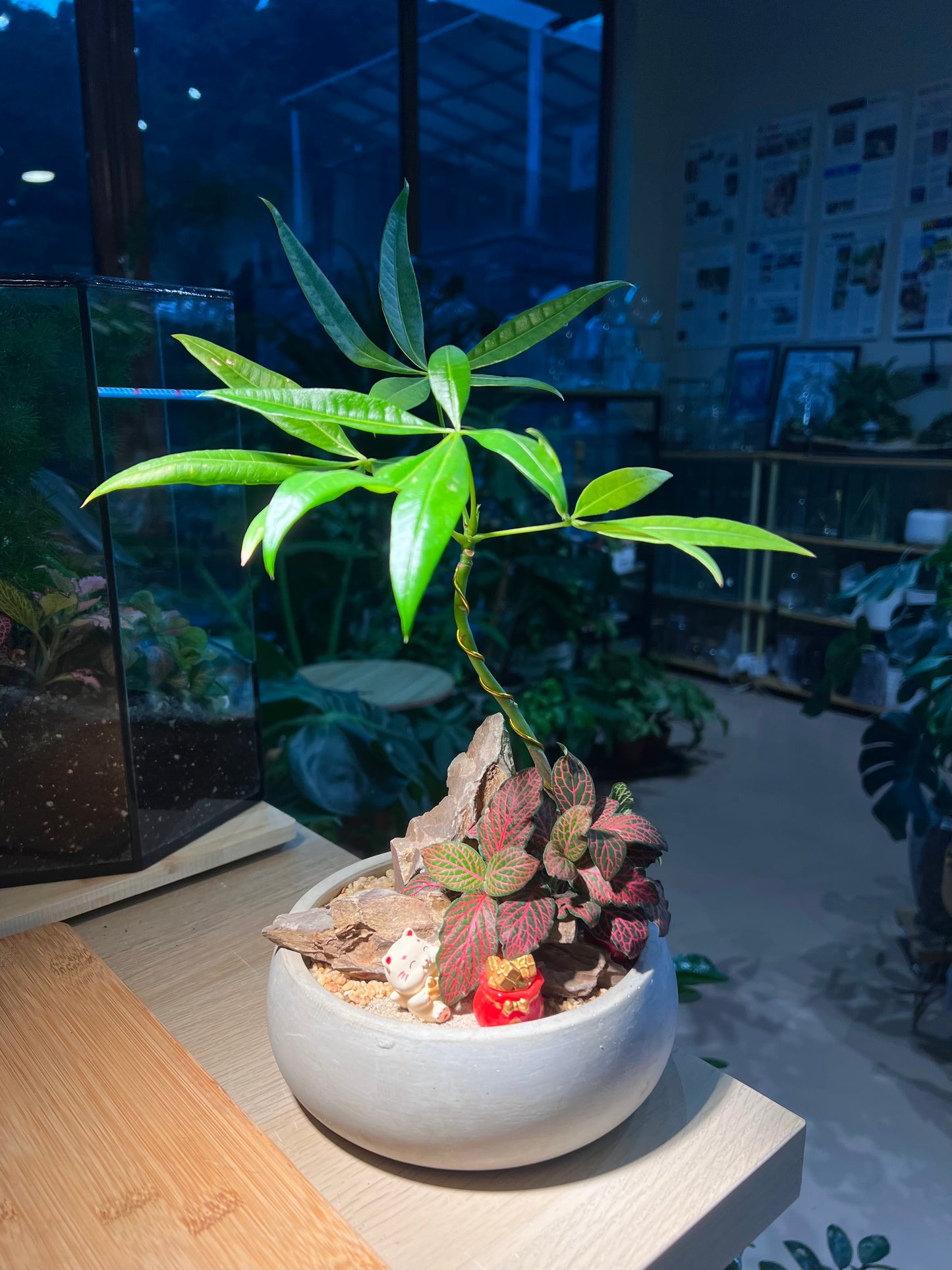 Fittonia and Dwarf Umbrella Tree in Handmade Designed Pot