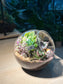 Succulent Terrarium in Round Glass (L)