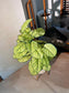 Artificial Caladium Lindenii (乳脉千年芋) in Brown Polymer Pot