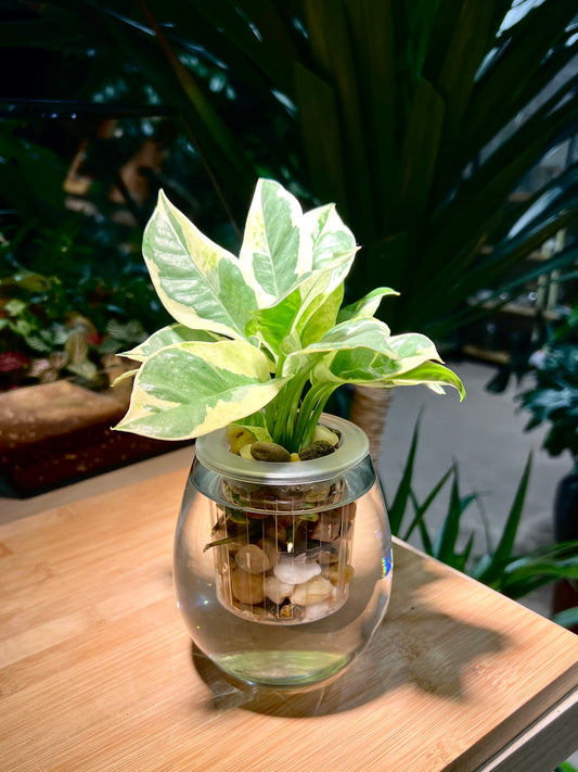 Pothos Njoy in Tall Round Water Based Glass