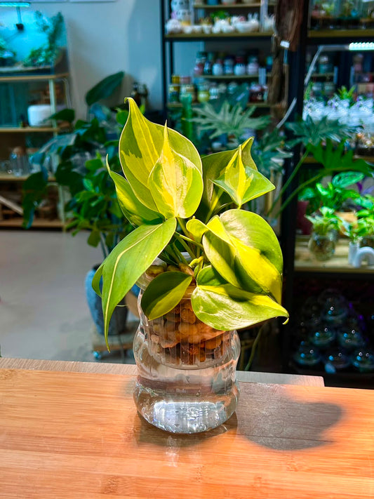 Heartleaf Philodendron (Indoor Plant) in Glass Hydroponic Vase