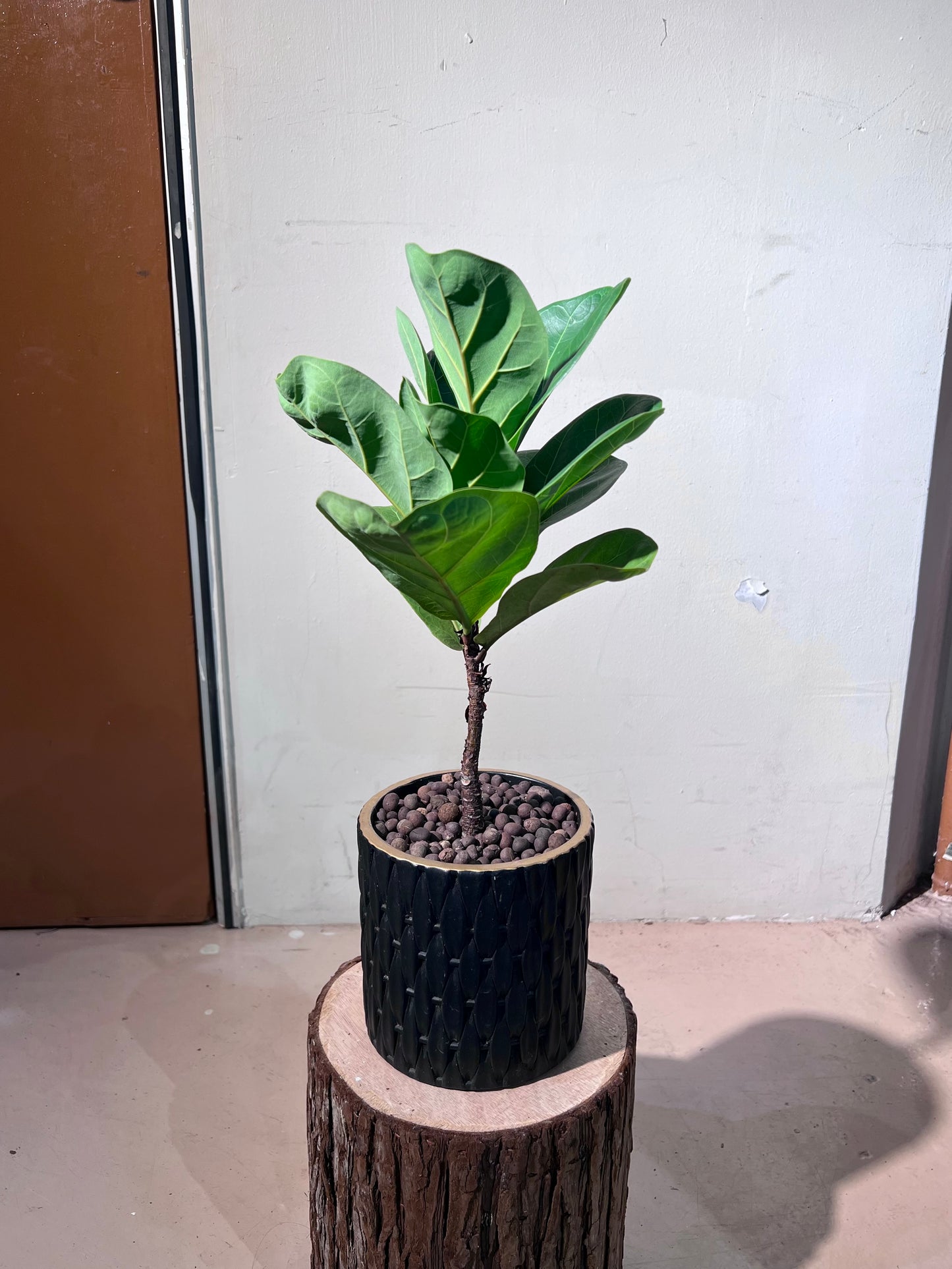 Ficus Lyrata (琴叶榕) in Black Pattern Designed Pot