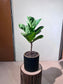 Ficus Lyrata (琴叶榕) in Black Pattern Designed Pot