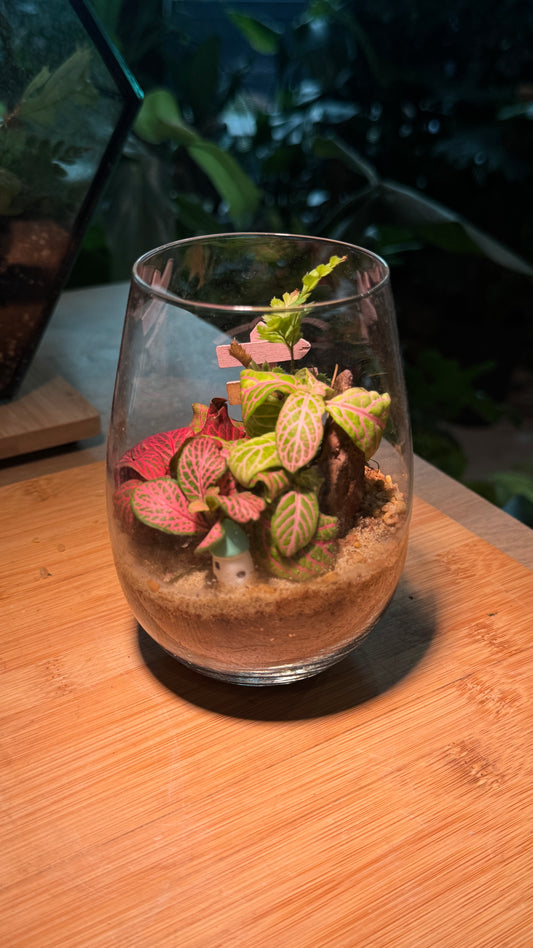 Tall Glass Indoor Plant Terrarium (M) DIY Kit