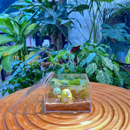 Fittonia & Moss Arrangement in Arcylic Terrarium