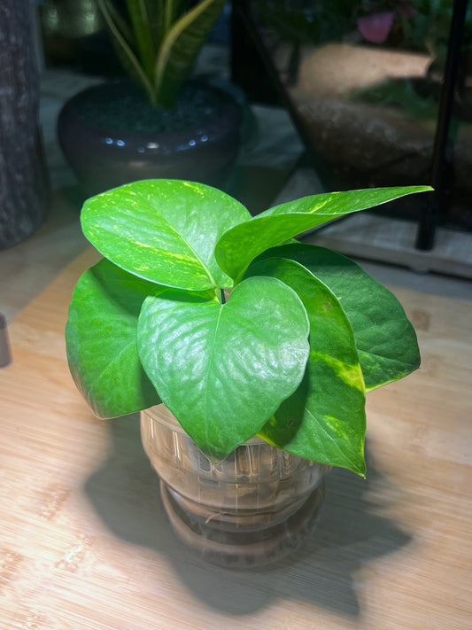 Golden Pothos in Designed Belly Water Based Glass