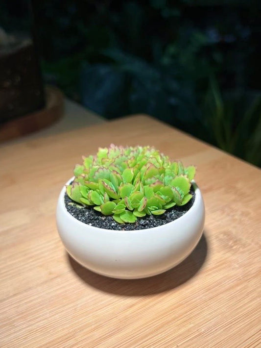 Kalanchoe in White Ceramic Pot