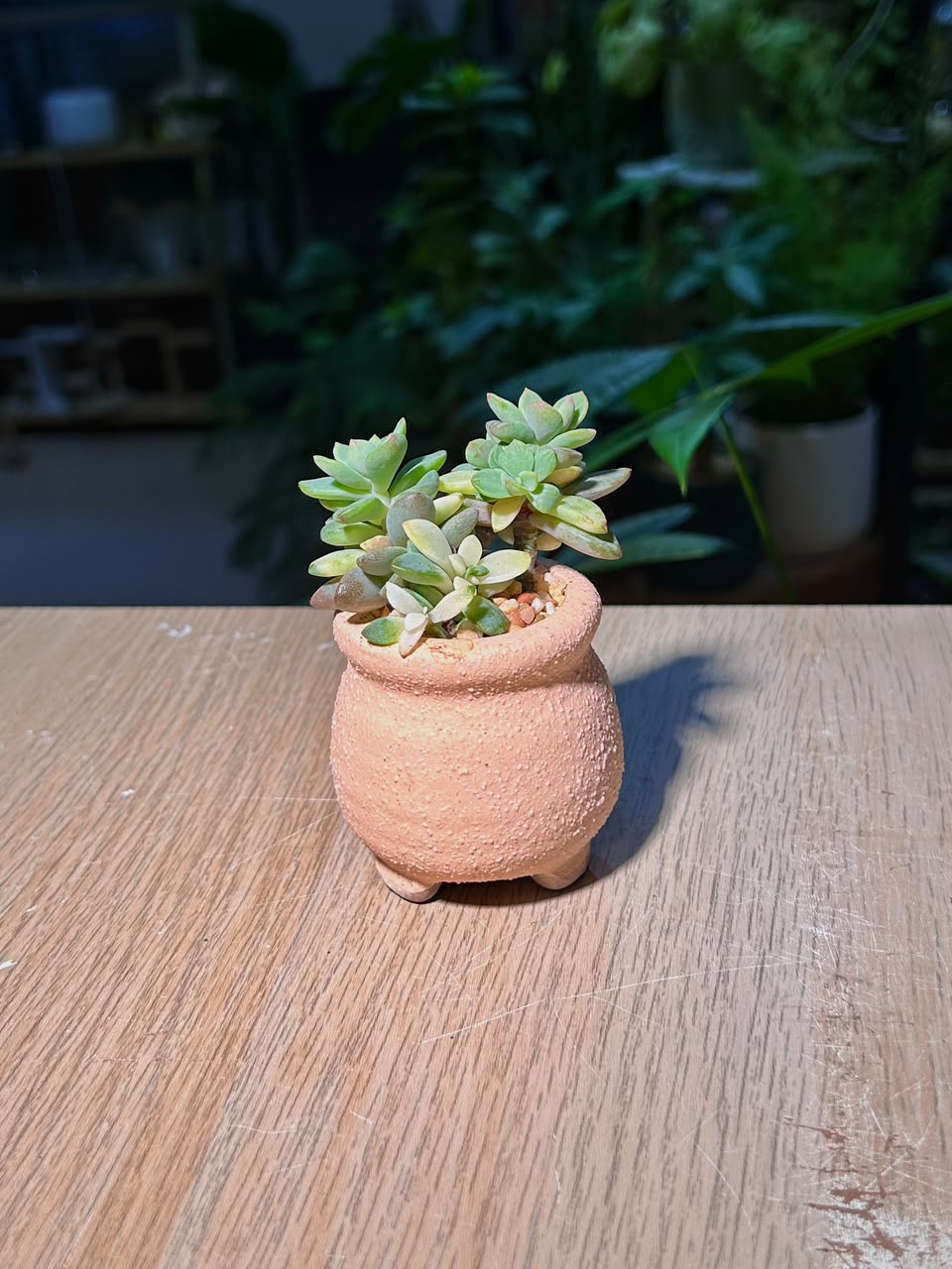 Ghost Plant Variegated (胧月锦多肉) Succulent in Pink Textured Ceramic Pot