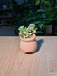 Ghost Plant Variegated (胧月锦多肉) Succulent in Pink Textured Ceramic Pot