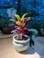 Cordyline Fruticosa in Ceramic Pot