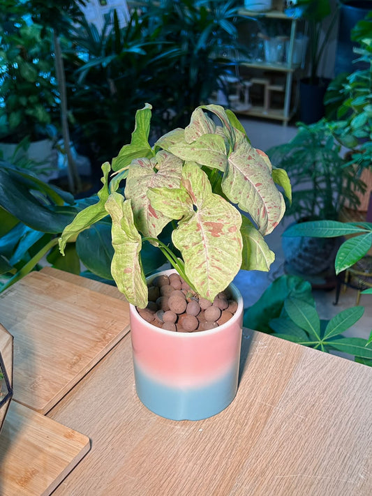 Pink Splash Arrowhead Plant (粉红泼墨合果芋) Syngonium Podophyllum in Gradient Glazed Pot