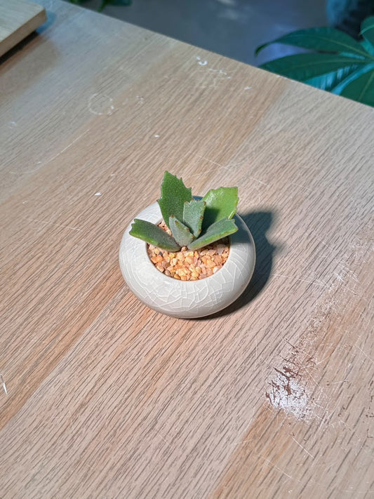 Millot Kalanchoe (千兔耳) Succulent in Glazed Ceramic Pot