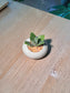 Millot Kalanchoe (千兔耳) Succulent in Glazed Ceramic Pot