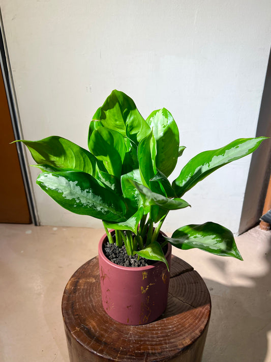 Aglaonema 'Pattaya Beauty' in Red Textured Ceramic Pot