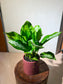 Aglaonema 'Pattaya Beauty' in Red Textured Ceramic Pot