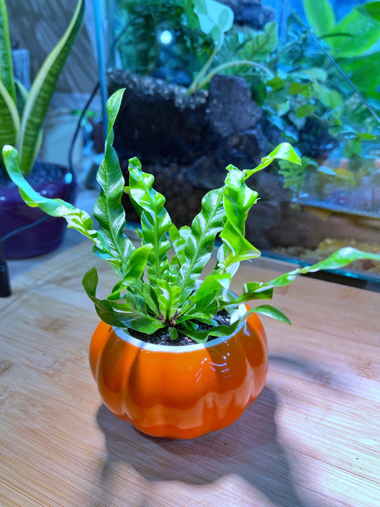 Asplenium Nidus Crispy in Pumpkin 🎃 Ceramic Pot