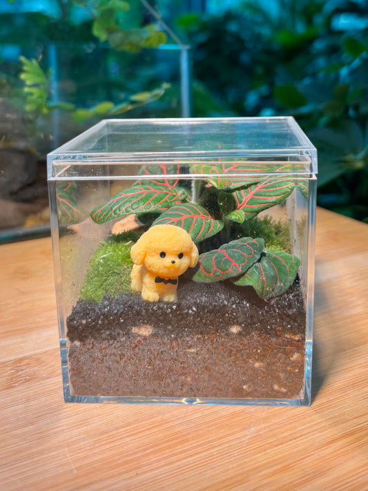 Indoor Plant in Mini Box Terrarium 🐾