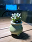 Pachyphytum in Lime Green Glazed Ceramic Pot