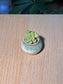 Graptopetalum Amethystinum (桃蛋多肉) Succulent in Flambé Glazed Ceramic Pot