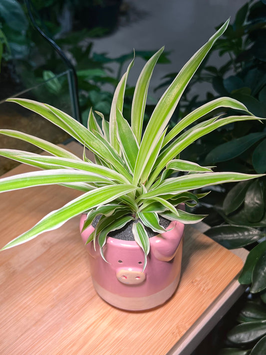 Spider Plant (Air Purifier Plant) in Piggie Ceramic Pot