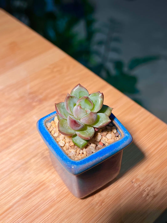 Echeveria in Square Blue Ceramic Pot