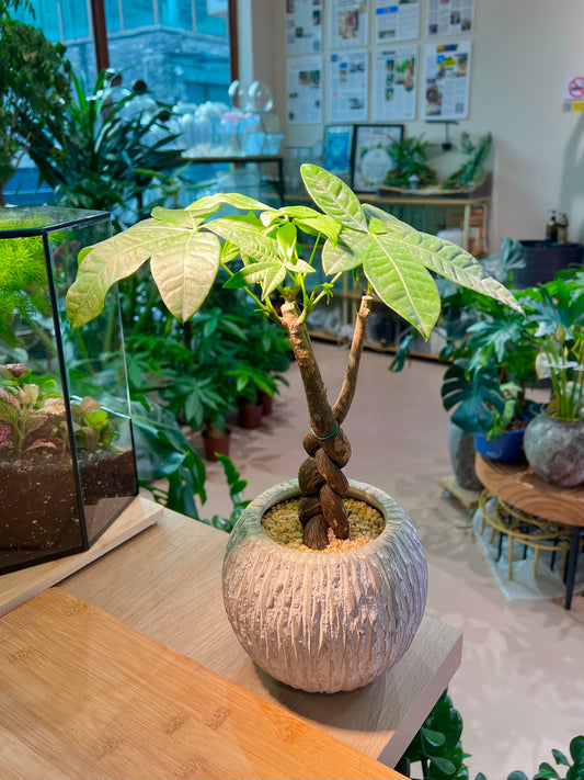 Pachira (ๅ่ดขๆ ) Money Tree in Greyish Pattern Pot
