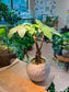 Pachira (发财树) Money Tree in Greyish Pattern Pot