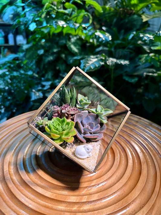 Succulent Arrangement in Cubical Glass Terrarium