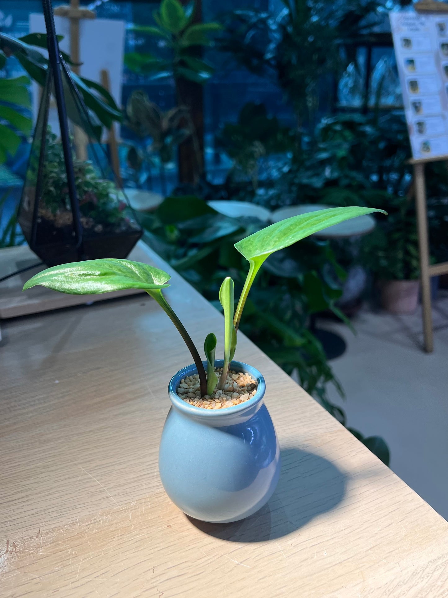 Drimiopsis Maculata (青蛙王子) in Sky Blue Ceramic Pot