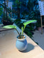 Drimiopsis Maculata (青蛙王子) in Sky Blue Ceramic Pot