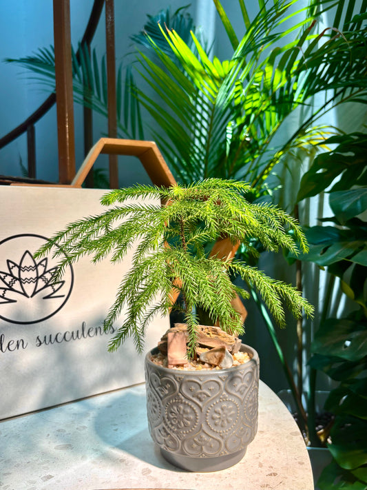 Araucaria Heterophylla in Grey Pot 🩶