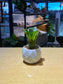 Bromeliad in Marble Polygonal Pot
