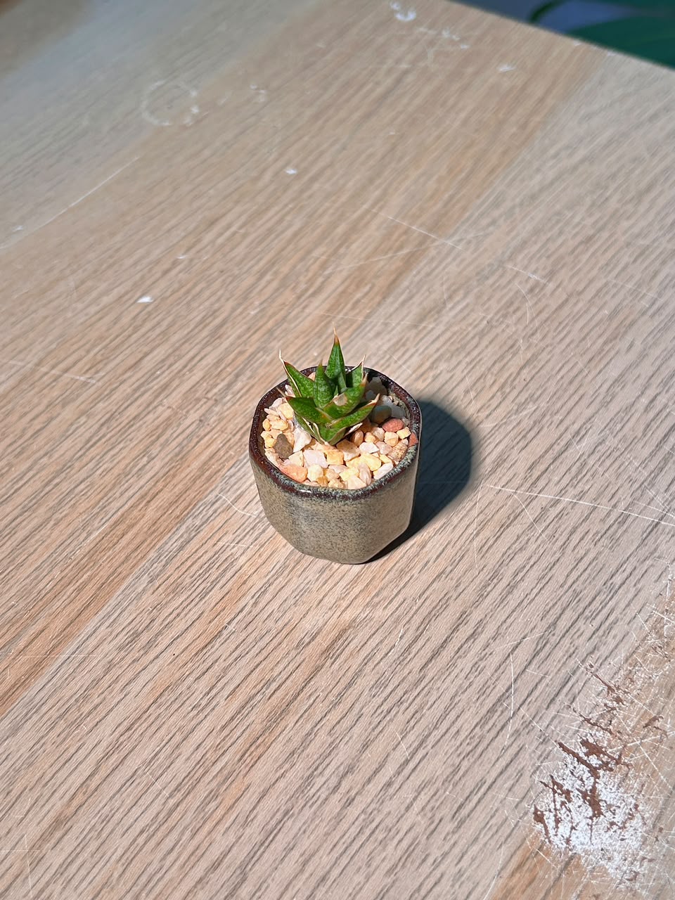 Haworthia (十二卷) Haworthia Limifolia in Textured Ceramic Pot