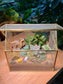 Succulent Arrangement in Golden Frame Glasshouse Terrarium