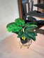 Artificial Elephant Ear Plant (象耳芋) in Black Polymer Pot