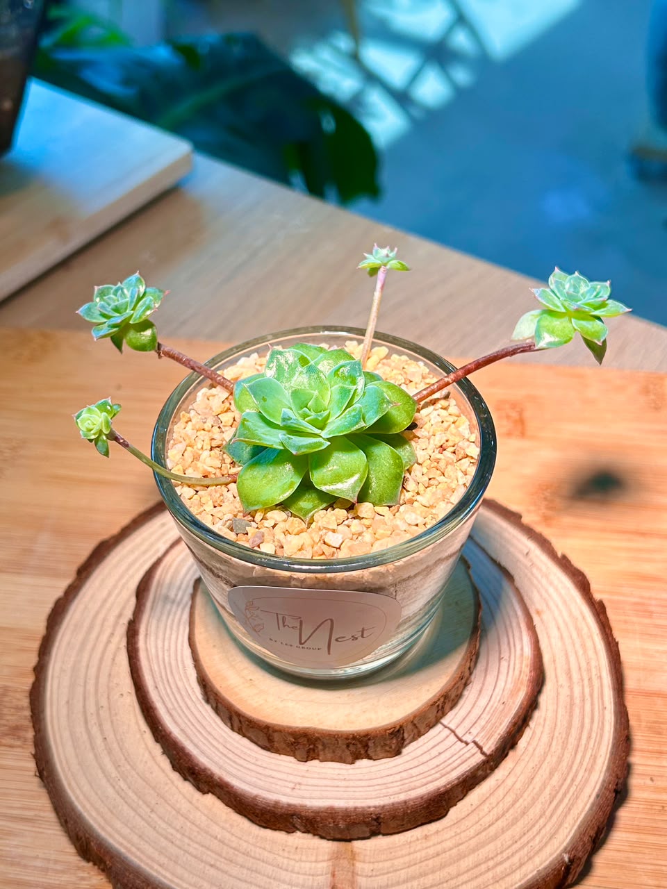 Echeveria Succulent in Glass Pot