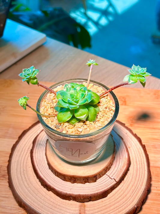 Echeveria Succulent in Glass Pot
