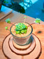 Echeveria Succulent in Glass Pot