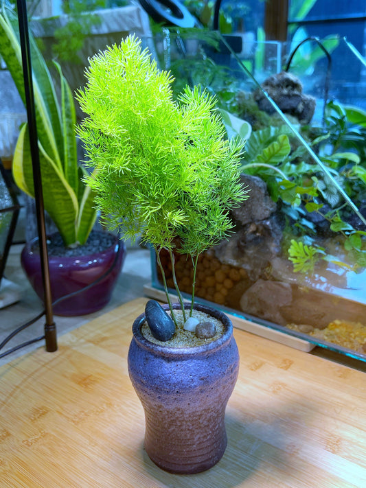 Asparagus Fern in Purple Blueish Ceramic Pot