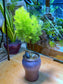 Asparagus Fern in Purple Blueish Ceramic Pot